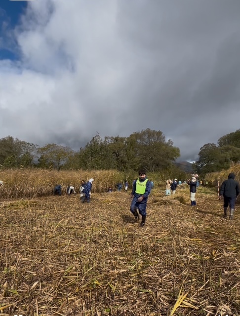 猪苗代湖　ヨシ刈り取り